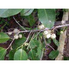 duwet ~ jamblang ~ tanaman juwet ~ syzygium cumini ( l.) skeels) * * sms= + 62858-7638-9979 * * sms= + 6281-32622-0589 * * sms= + 6281-901-389-117 * * email= nurida479@ yahoo.com