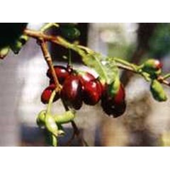 duwet ( syzygium cumini ( l.) skeels) * * sms= + 6281-32622-0589 * * sms= + 6281-901-389-117 * * nurida479@ yahoo .com