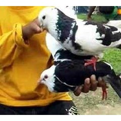 burung dara/ merpati