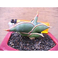 rorida 7 cmaa( sold)