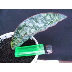 steptocarpus( * sold)