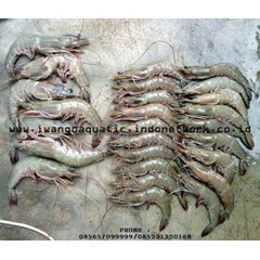udang jerbung/ banana prawn( penaeus merguiensis )