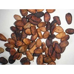 cocoa bean ( biji coklat)