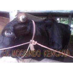sapi bakalan jenis sapi angus