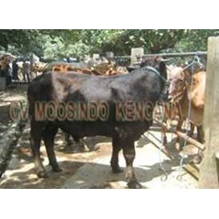 sapi potong jenis brangus