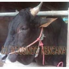 sapi bakalan jenis angus