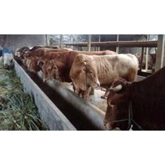 sapi potong jenis limousin
