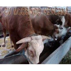 sapi potong jenis simmental