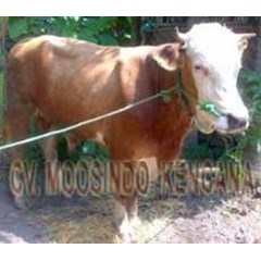 sapi bakalan jenis sapi simmental