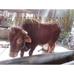 sapi bakalan jenis sapi limousin