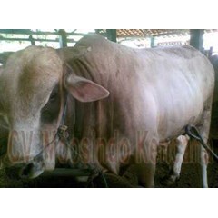 sapi potong jenis brahman