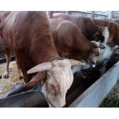 sapi potong jenis simmental