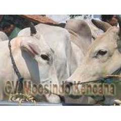 sapi potong jenis po