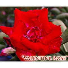 triple valentine rose