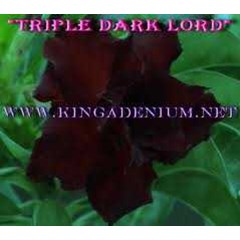 triple dark lord