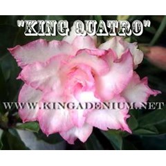king quatro [ 4 petals]