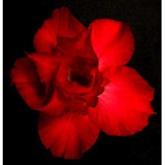 double super red