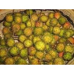 bibit rambutan aceh pelat/ rapiah