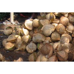 fresh coconut