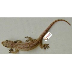 lizard and gecko control