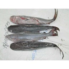 ikan catfish ( arius maculatus)