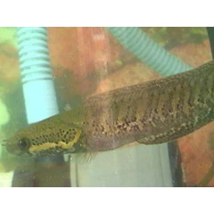 parachanna africana