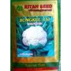 benih bunga kul lokal ritan seed