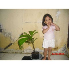 bibit mamey sapote 50cm sambung pucuk
