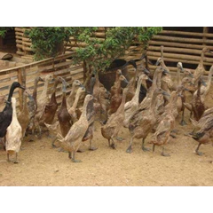 bebek