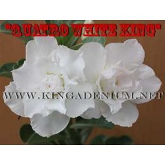 quatro white king [ 4 petals]
