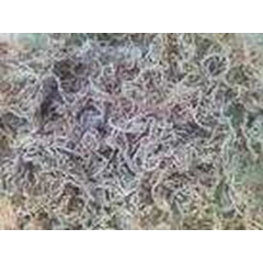 rumput laut