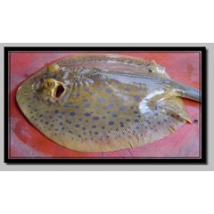 ikan pari