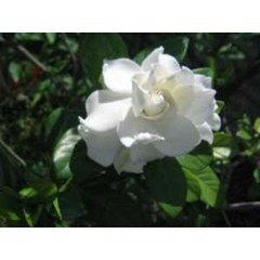 bunga kaca piring kaca putih ~ gardenia jasminoides ellis ~ sedia daun hijau segar kaca piring = 20kg/ box untuk dekorasi * * sms= + 6281326220589 * * sms= + 6281901389117 * * email= nurida7899@ yahoo.com