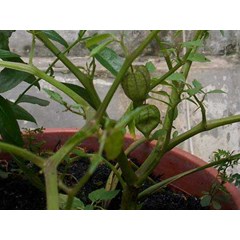 ceplukan ~ physalis angulata l. ~ indonesian lokal= ciplukan ~ cecendet ~ leletop ~ keceplokan ~ sedia tanaman ciplukan * * sms= + 6281326220589 * * sms= + 6281901389117 * * nurida479@ rocketmail.com