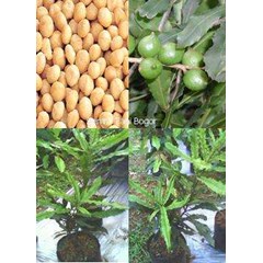 bibit pohon macadamia
