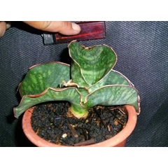 es 21833 km 12 green form( sold)