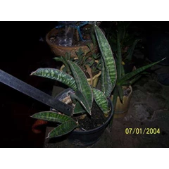 sansevieria ethiopia near walenso ranch ( 1pot) - sold, thanks pak