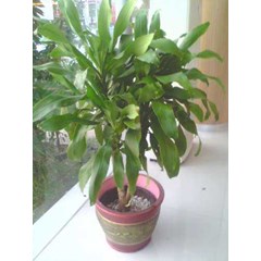 indoor plant rent - 0817885013