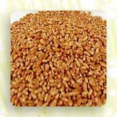 wheat grass grain