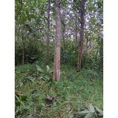 dijual kebun jati