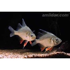 giant glassfish
