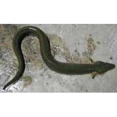 beli sidat bicolor ( anguilla bicolor)