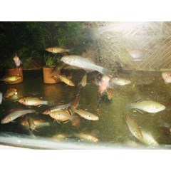 empire gudgeon