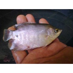 fish farm investment