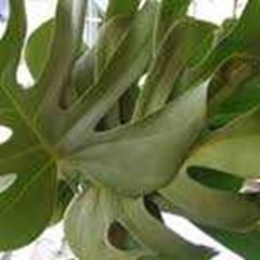 monstera