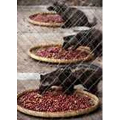 training penangkaran luwak