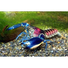cherax sp