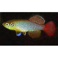 telur killifish