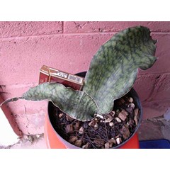 s. mafinga