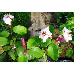 strophantus